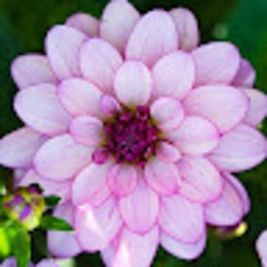 Meet your Posher, Isabel